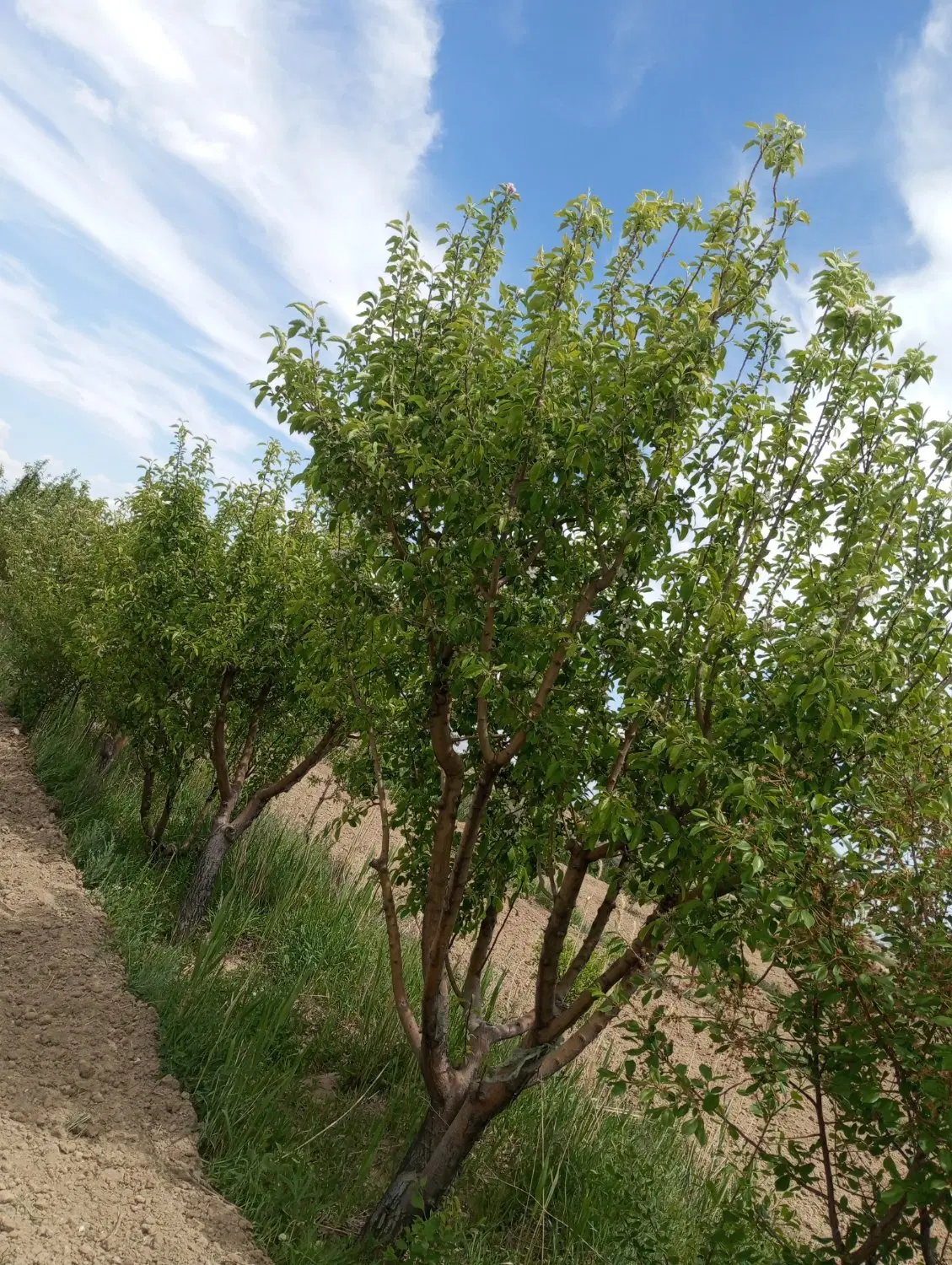 فروش باغ و زمین ویلایی در نعمت الله