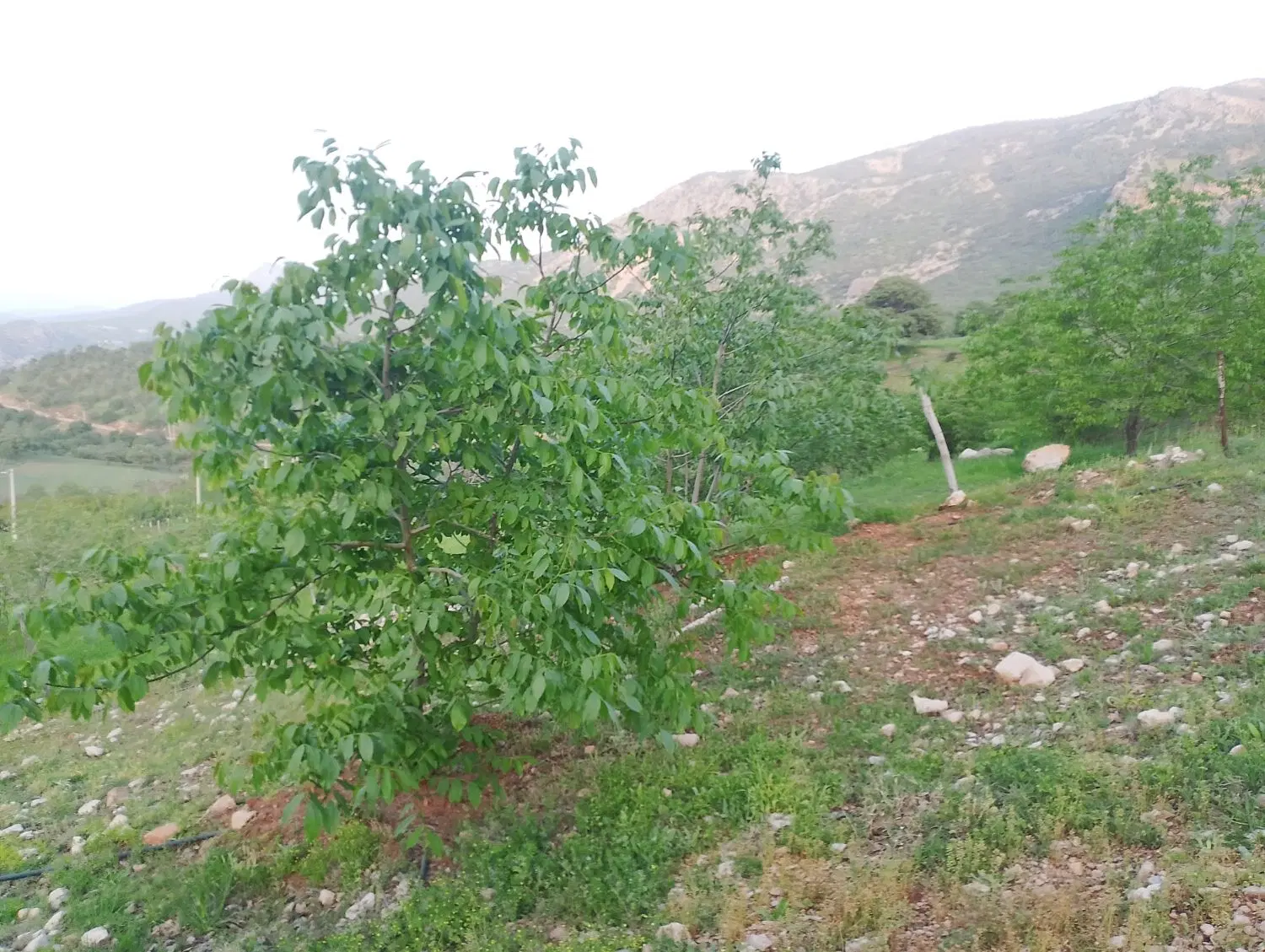 باغ مثمر در منطقه بکر
