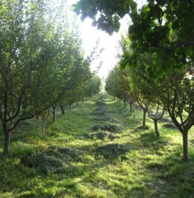 ۳ تیکه زمین باغی و باغ