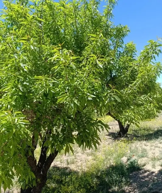 فروش باغ در عمان سامانی
