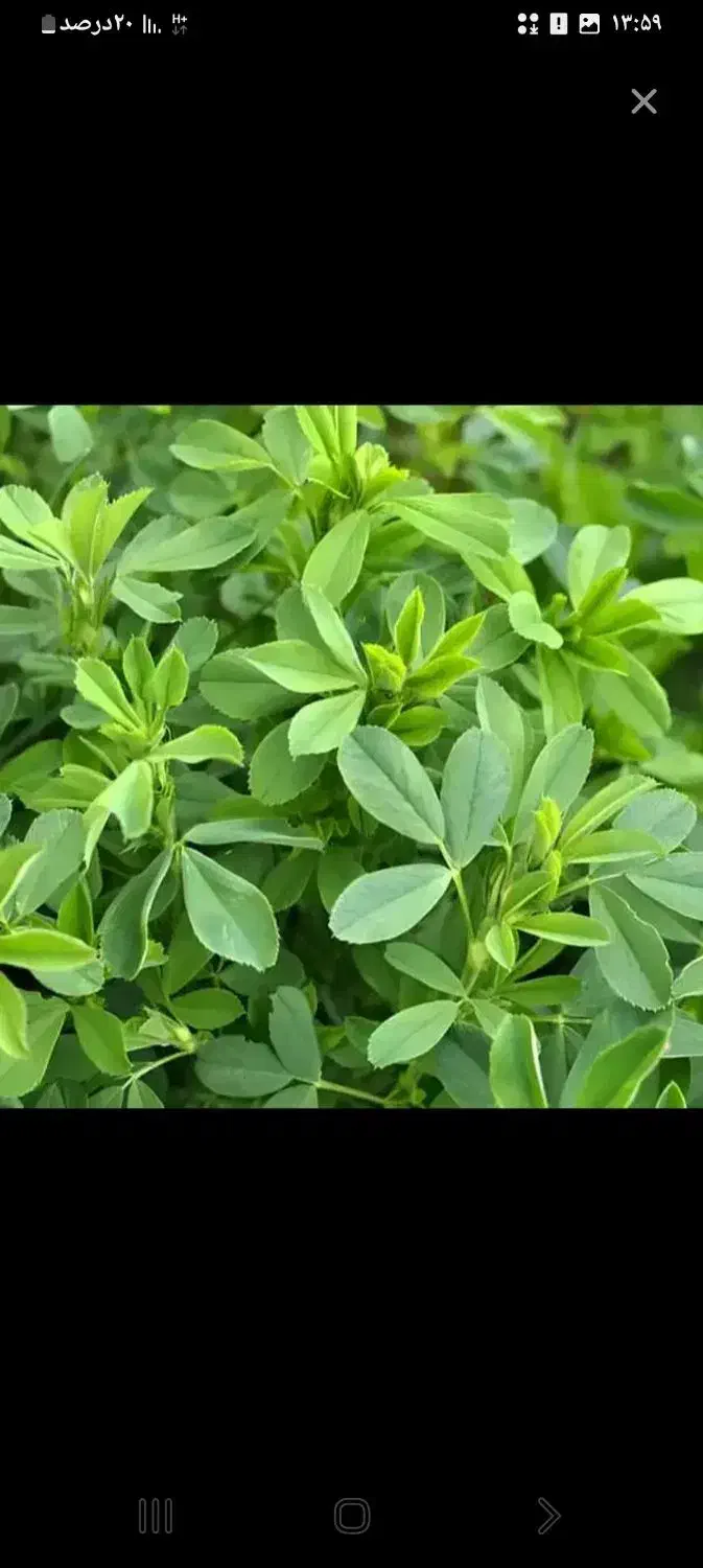 فروش یونجه درجه