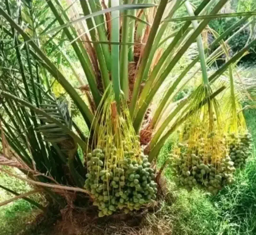 طلنبه باغ خونه باغی