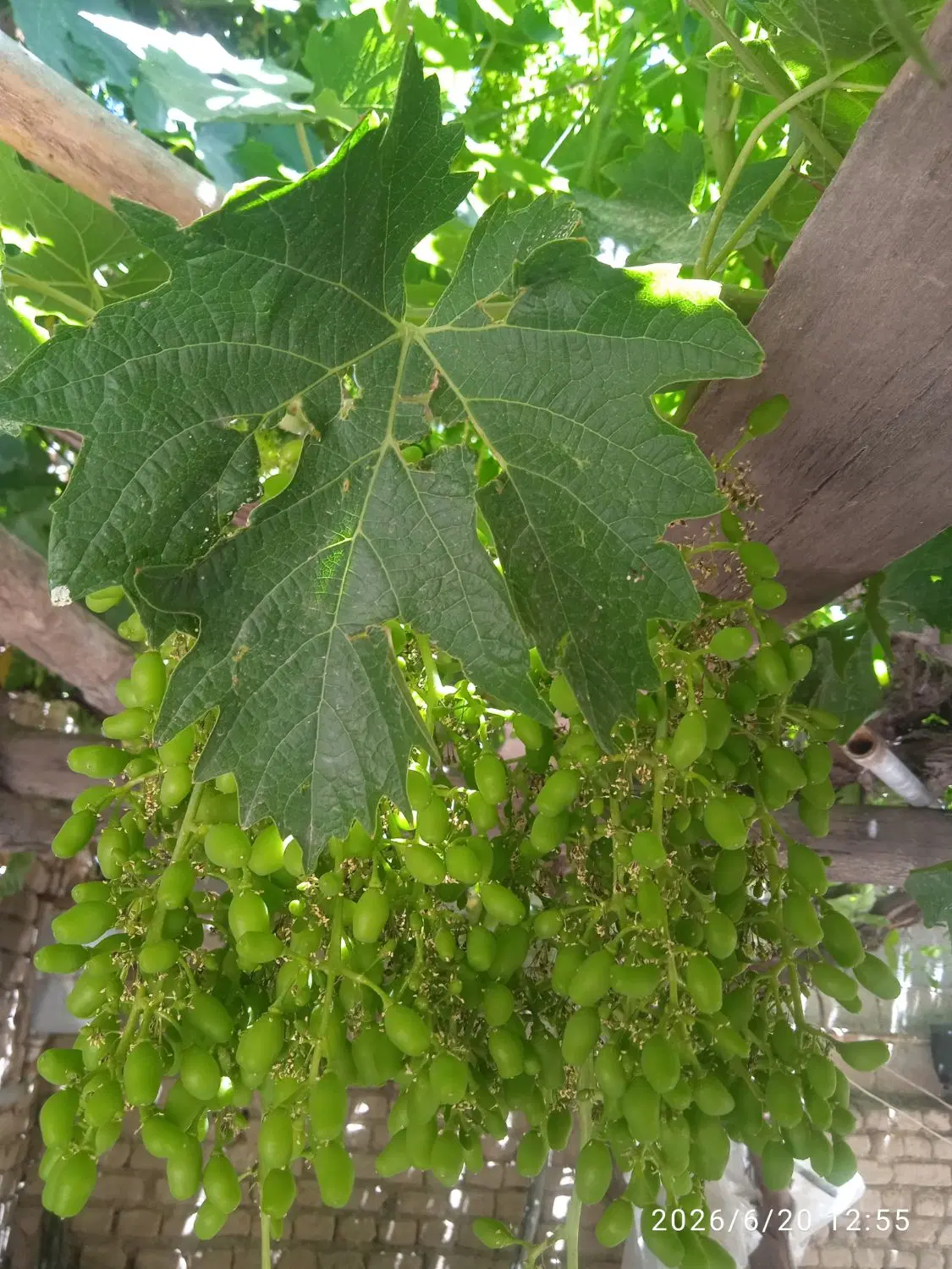 زمین باغی کشاورزی مایان