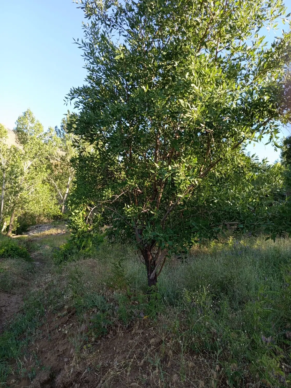 زمین باغی درام زاده