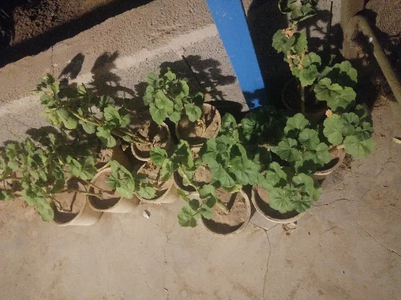 اجاره رایگان باغین وباغبانی