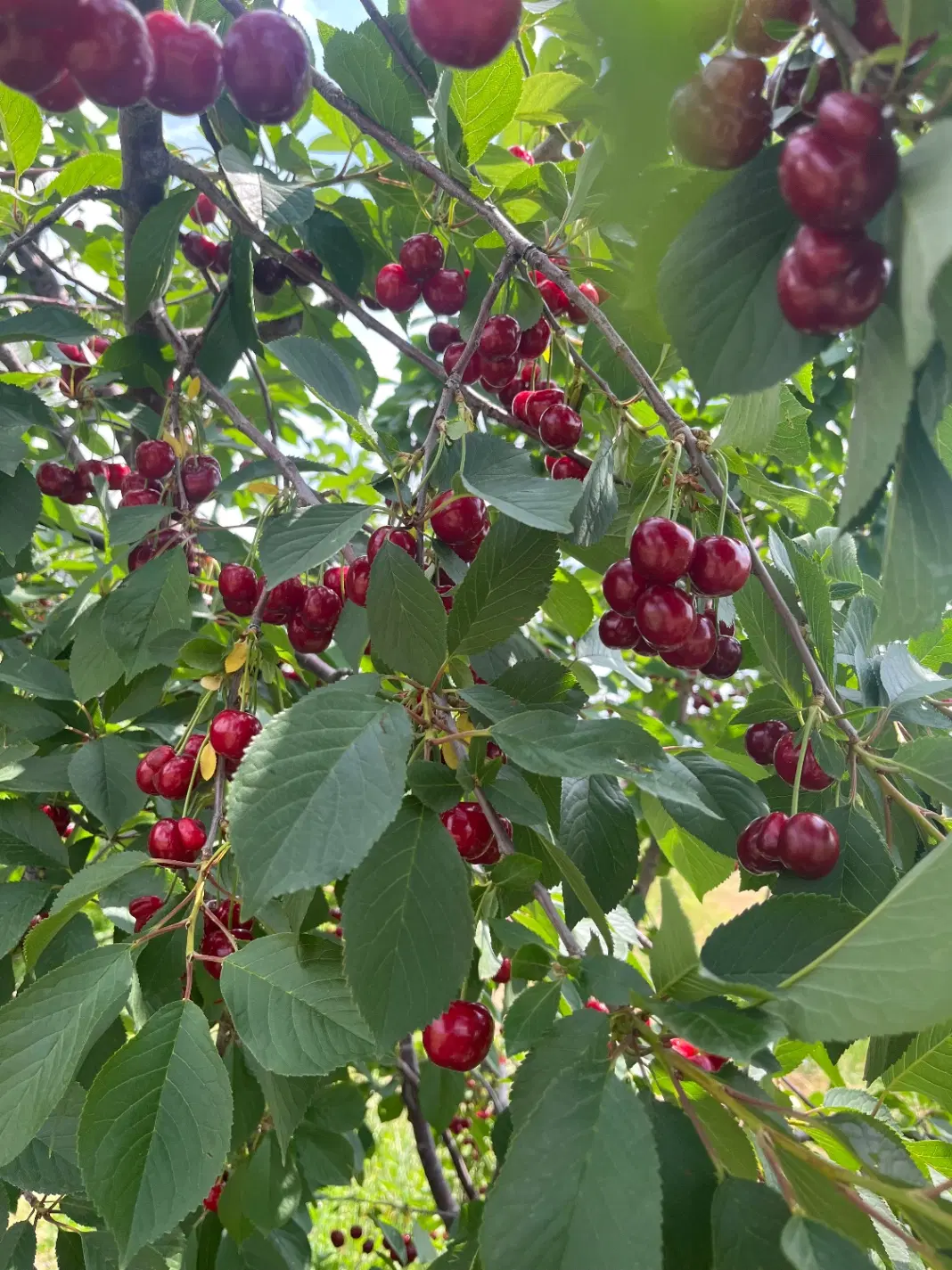 باغچه ۵،۳۰۰ متری