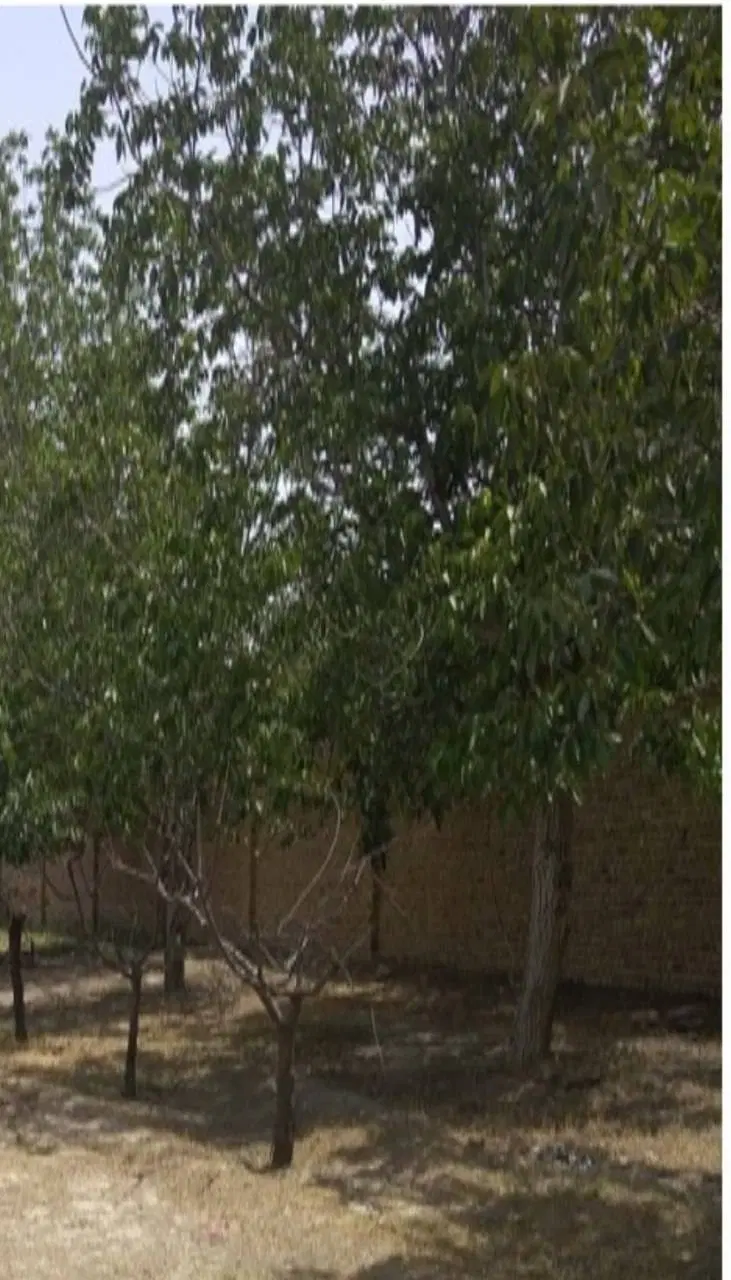 فروش زمین ۳۶۰متری