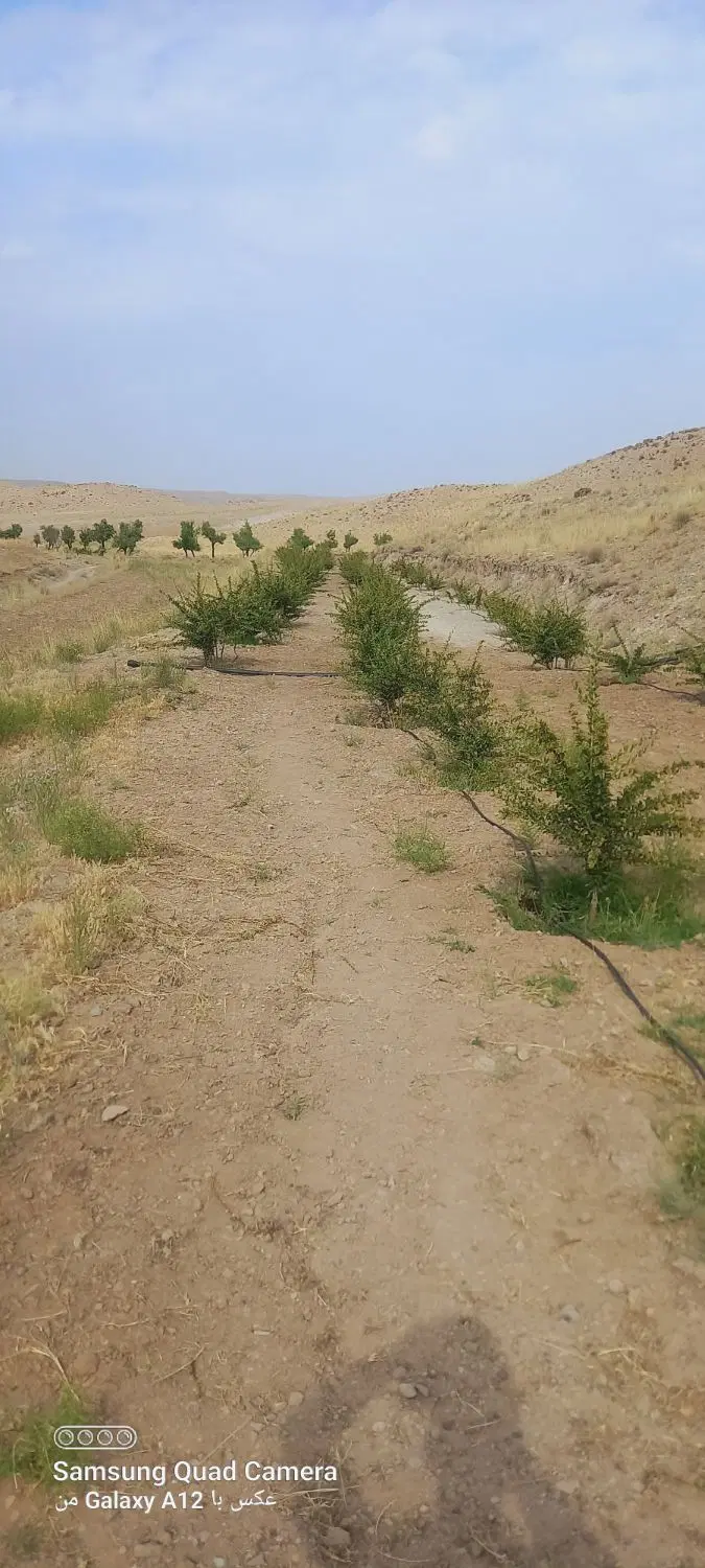 زمین کشاورزی