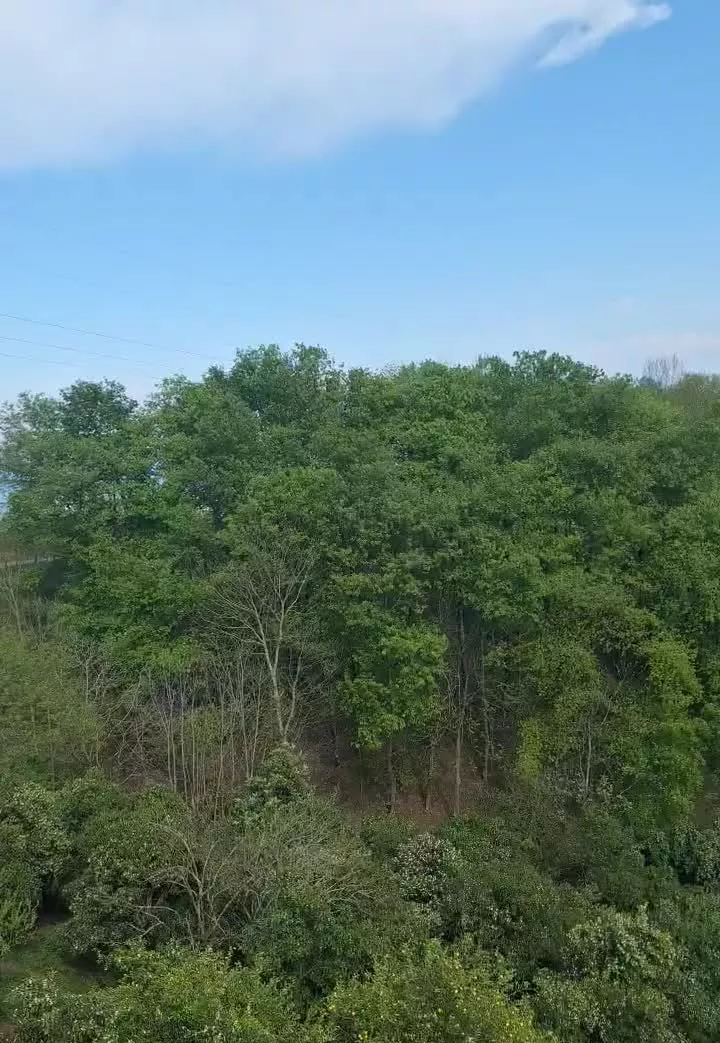 ویلا جنگلی  و باغی