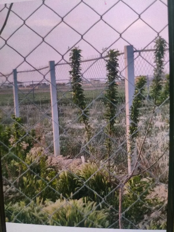 زمین باغی  محمدیه