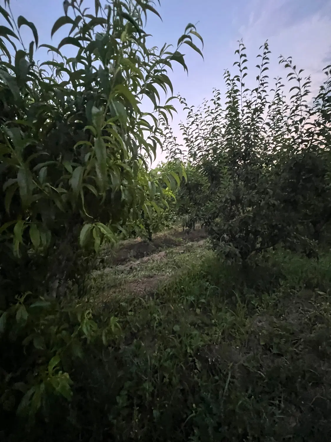 باغچه ویلایی جاده سلماس گرداباد ( املاک عمارت)