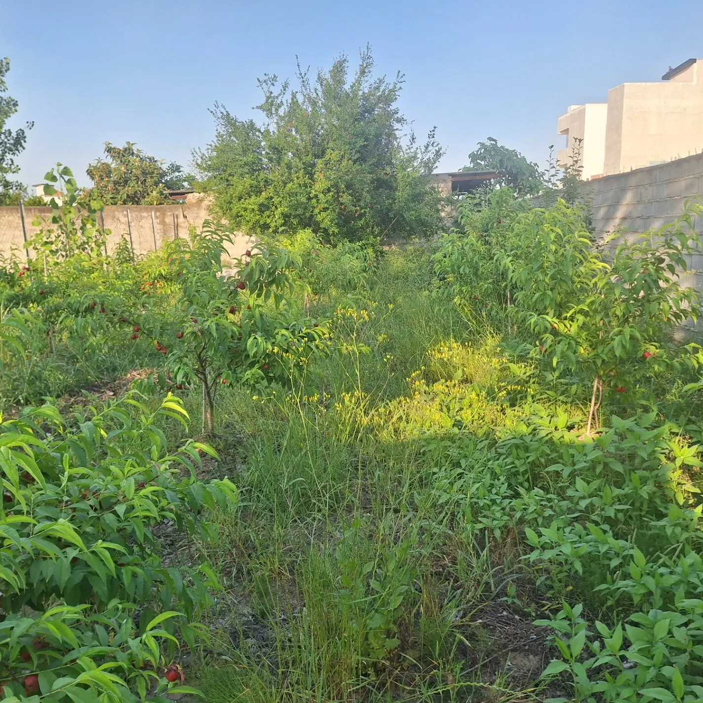 باغچه ۲۱۱ متری صفرآباد