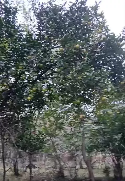 زمین باغی _ اسالم روستای نارنجدول