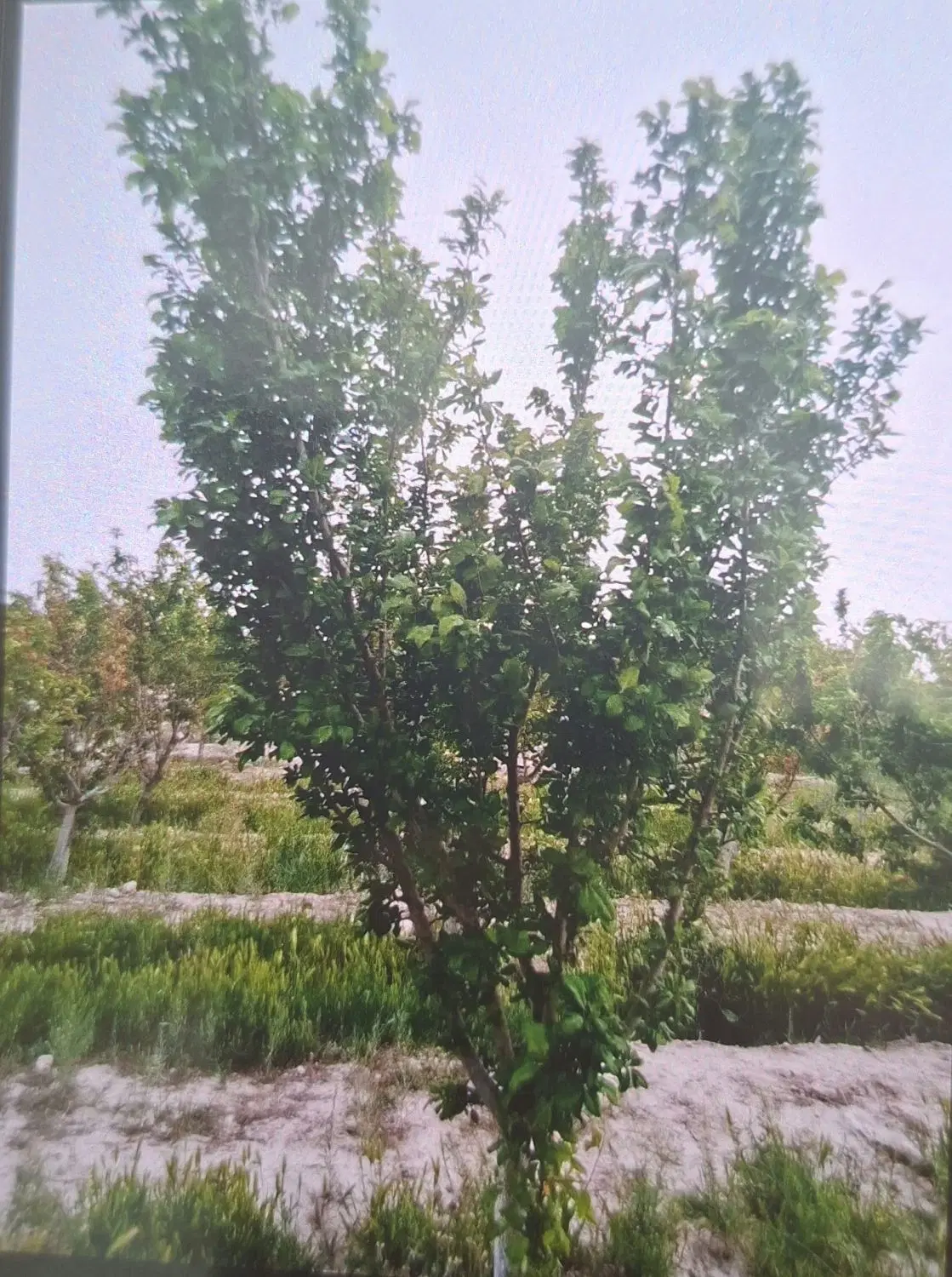 زمین ، ملک چهارباغ