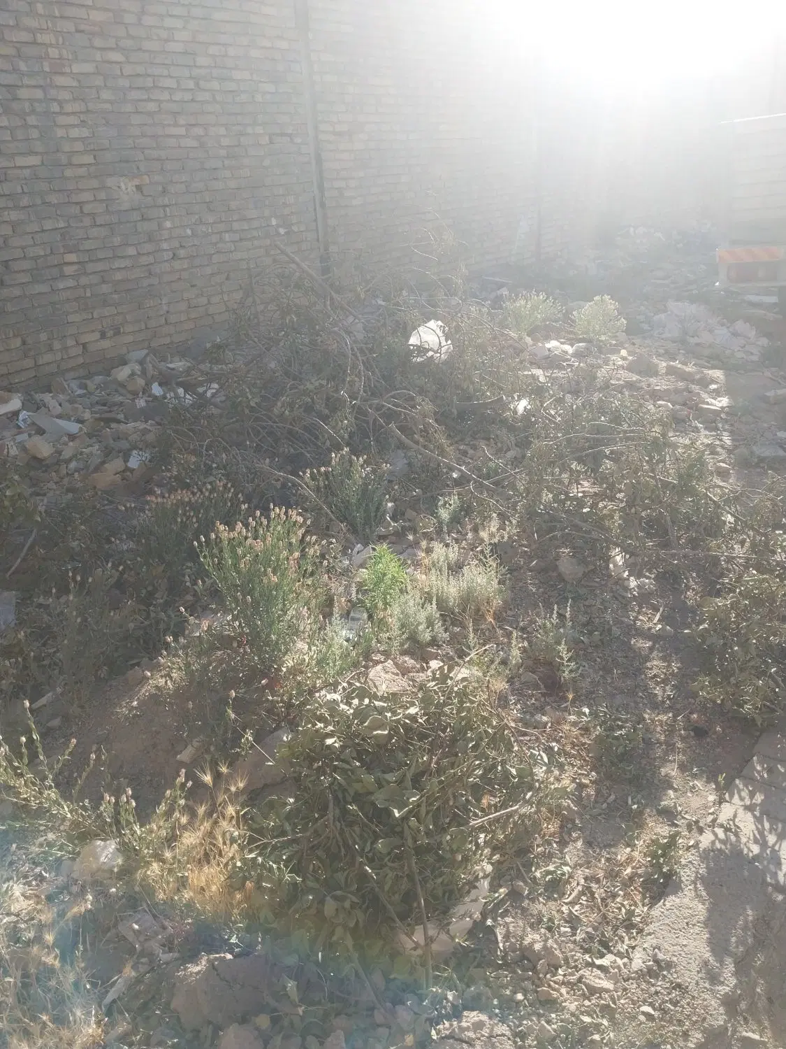 زمین مسکونی ۱۰۰متر ۸متر بر گاوخانه