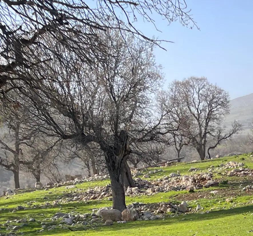 زمین تجاری ۲۰متری جهاد قواره دوم چهارراه