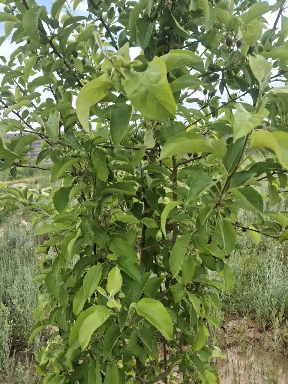 یک قطعه زمین باغی