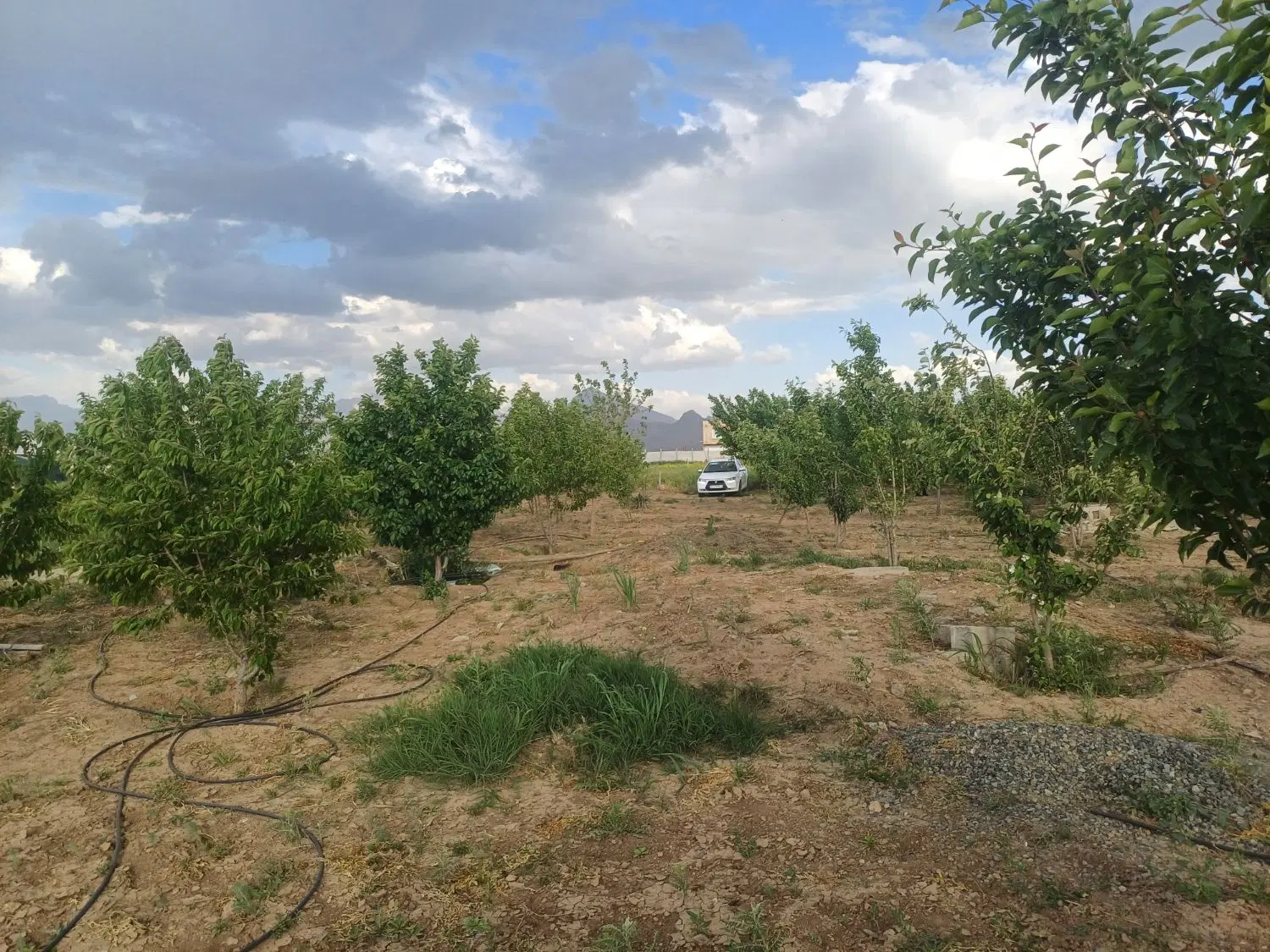 زمین باغی هزار متری با آب چاه عمیق...جاده روانسر