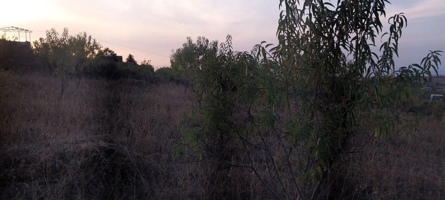 باغ بادام