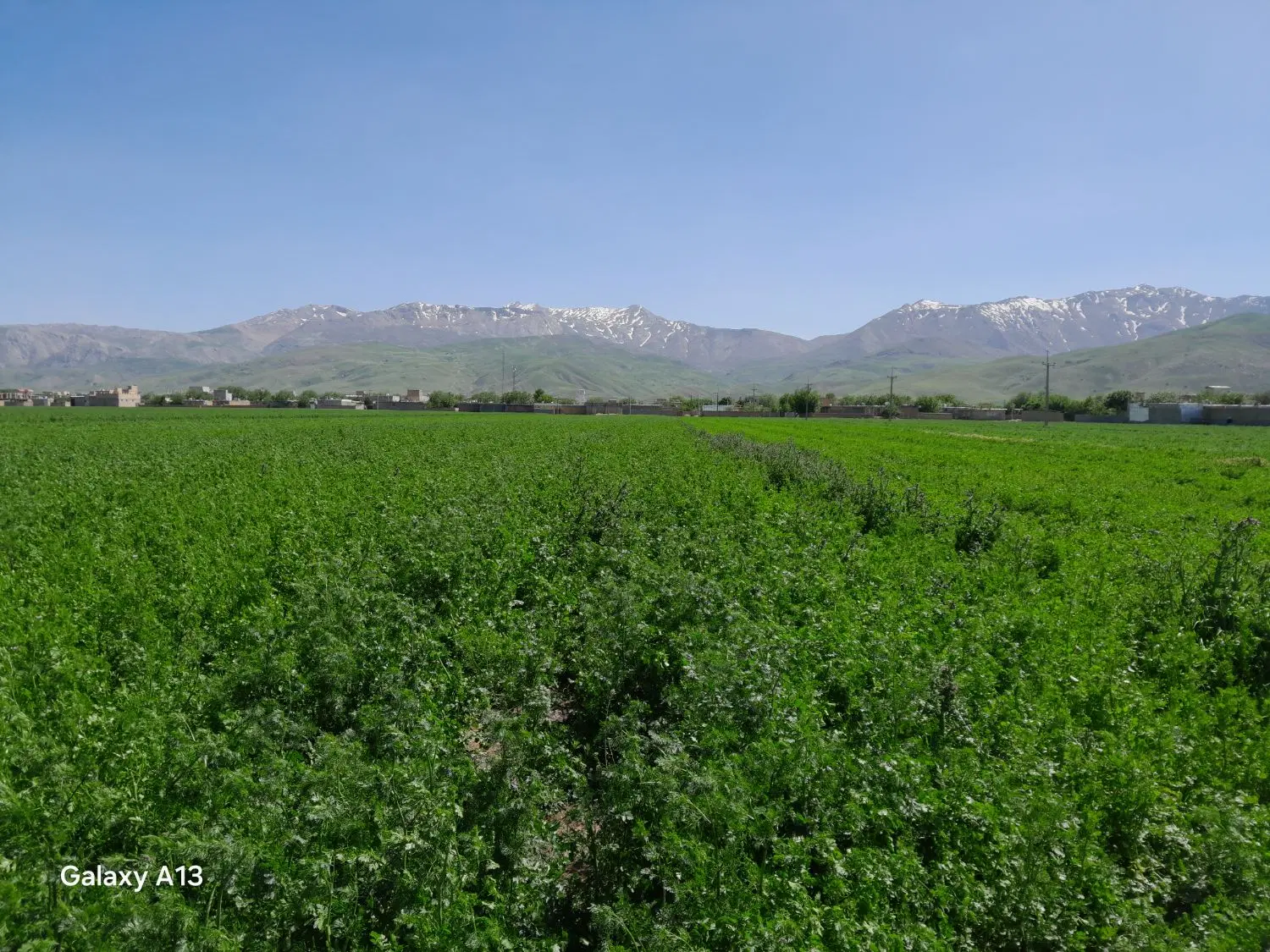 اجاره زمین به زنبوردار