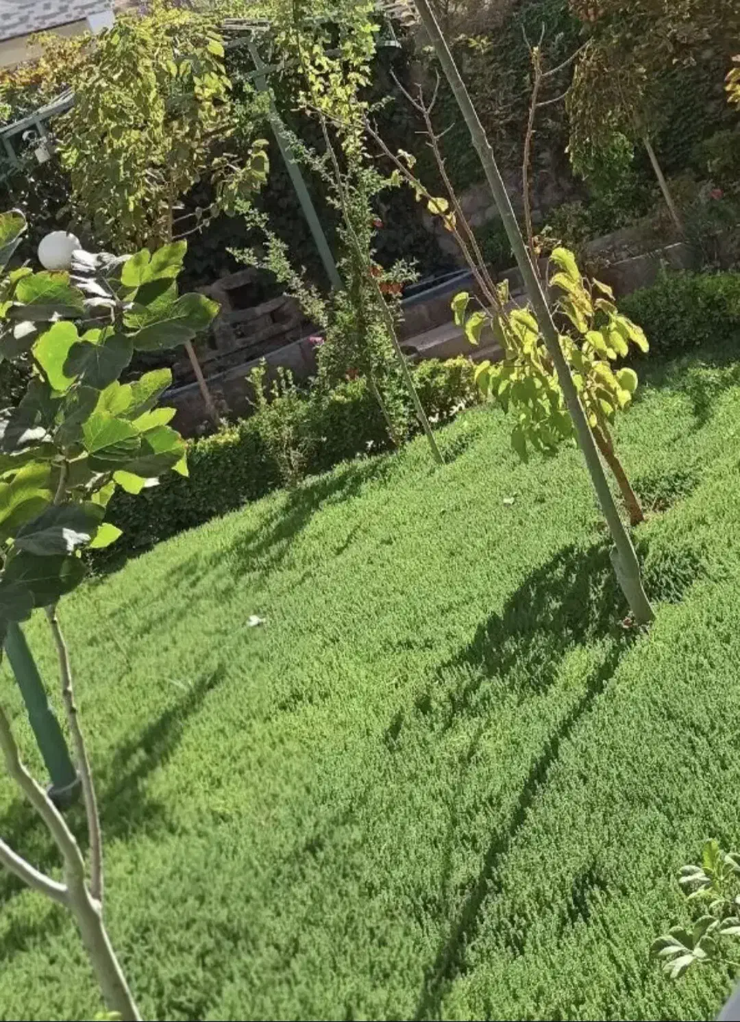 باغ