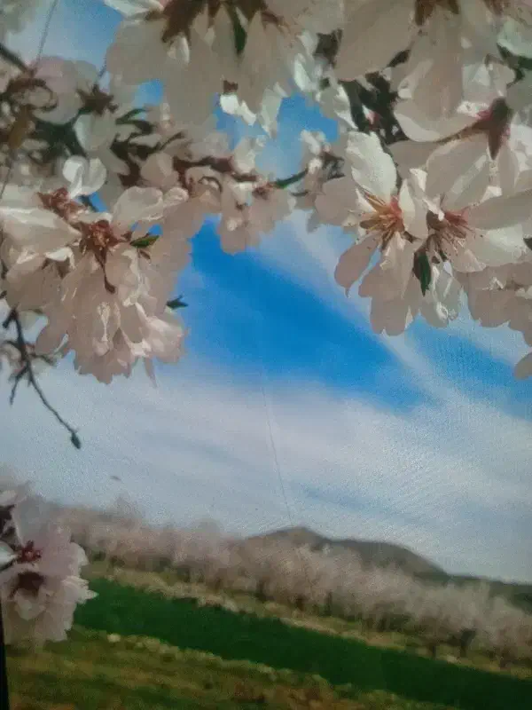 فروش باغ
