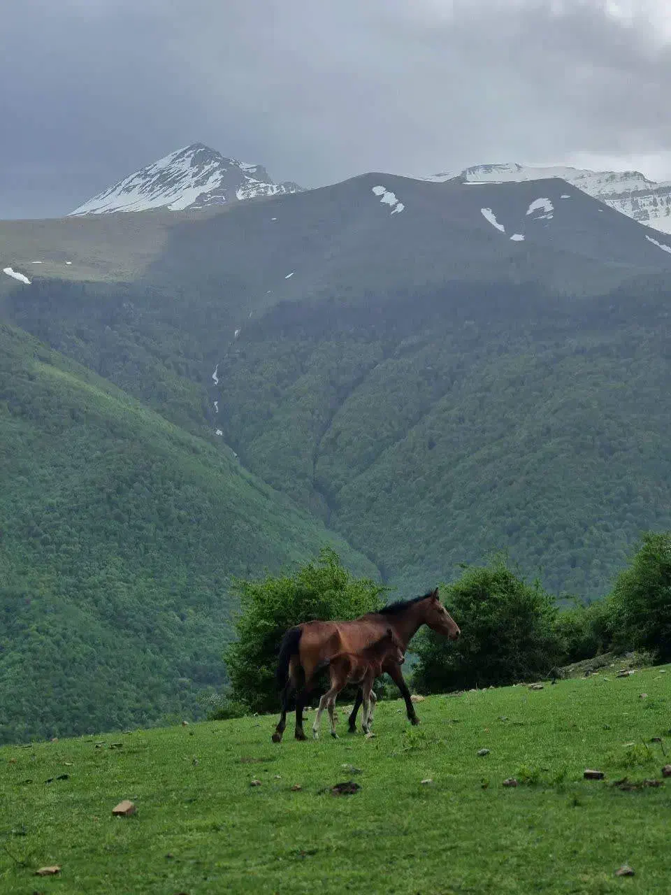 ویلا منطقه روستایی سرسبز