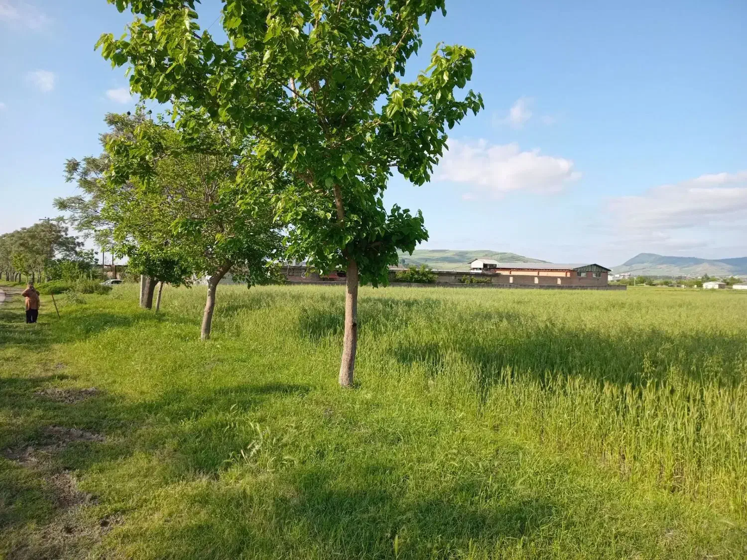 زمین کشاورزی