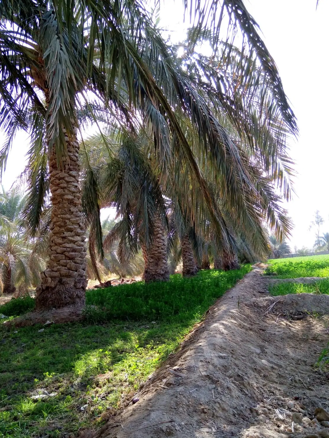 زمین فروشی خالق آباد