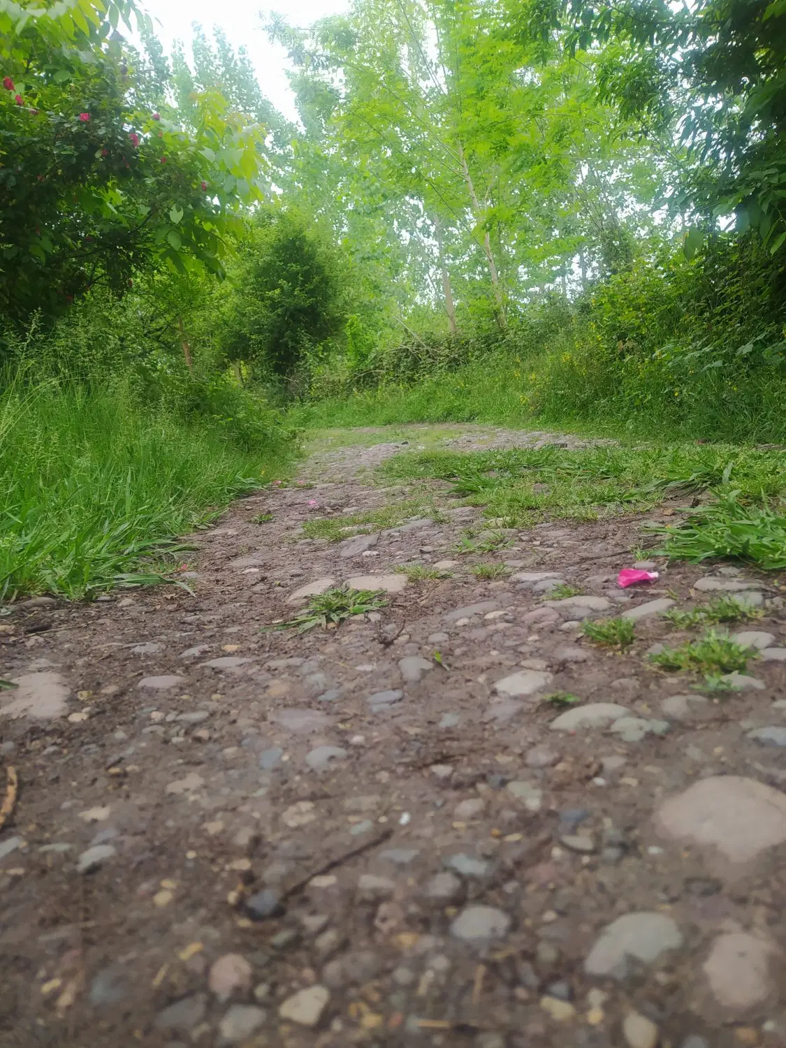 زمین مسکونی