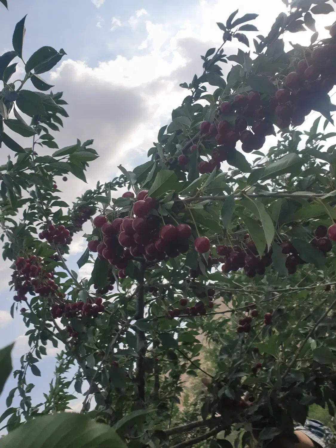 باغ با۳۰متر بنا واستخر بامجوز وآب وبرق وگاز