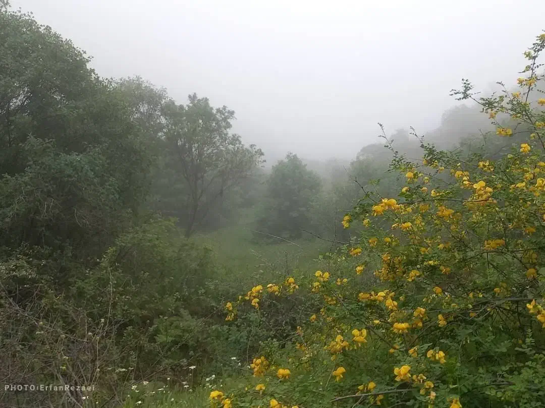 زمین ۵۰۰ متر شورقلعه ماهدشت