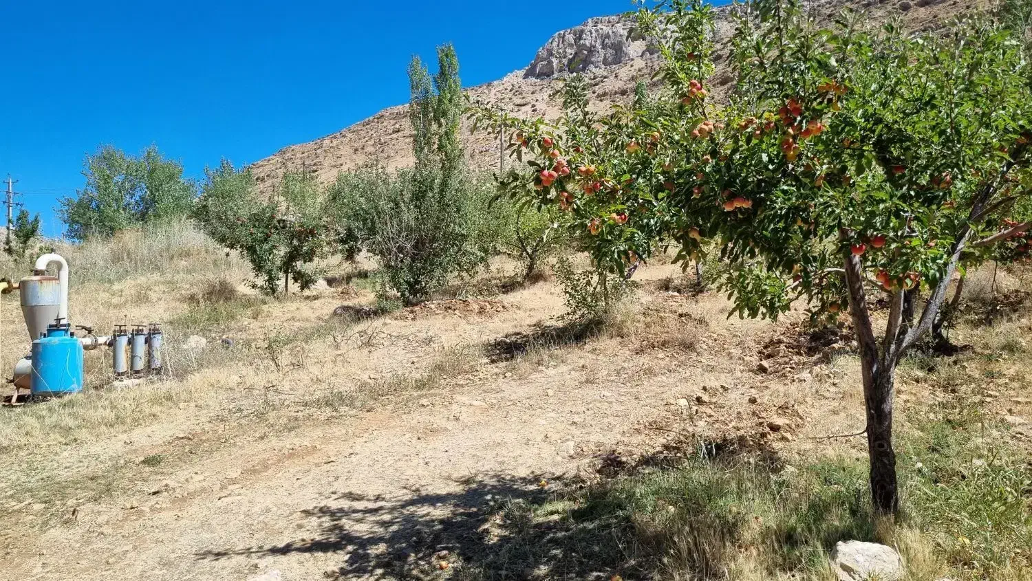 باغ زمین ششپیر