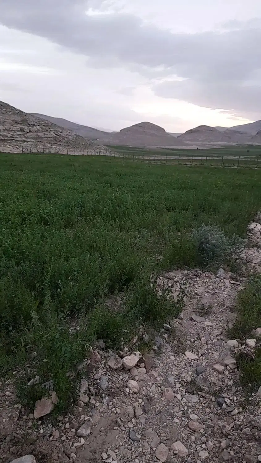 زمین کشاورزی ۴۰۰۰مترمربع واقع درروستای ترکمه