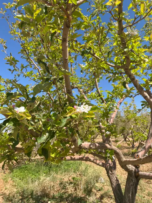 فروش باغ ثمری