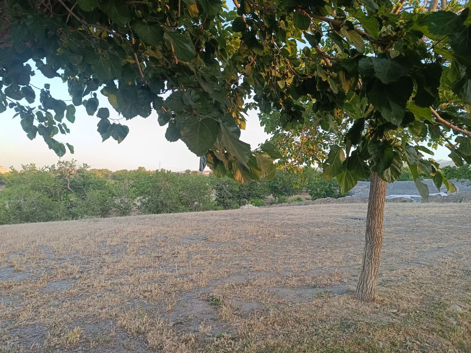 زمین شاندیز
