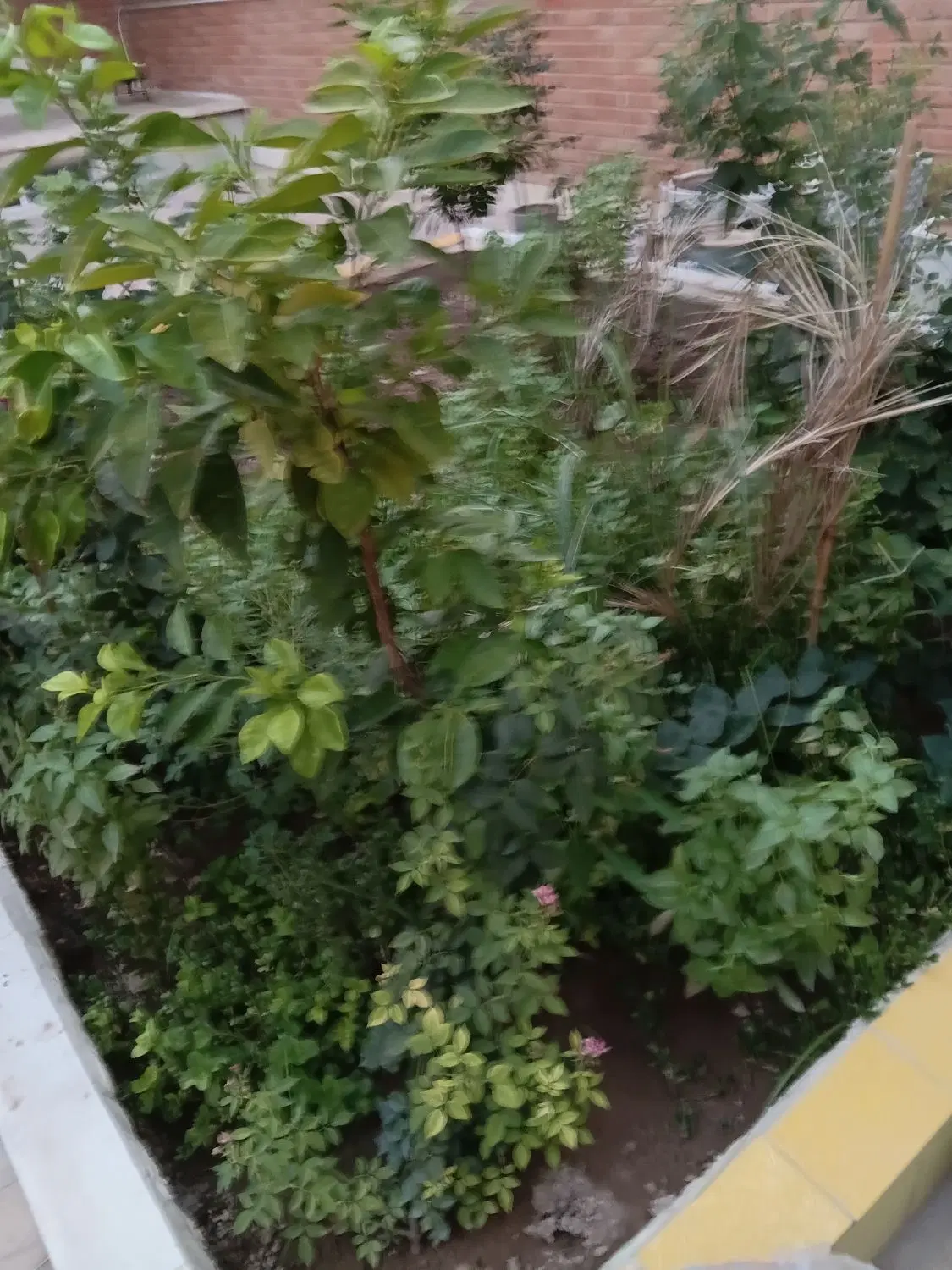 ۲۲هکتار زمین کشاورزی اجاره