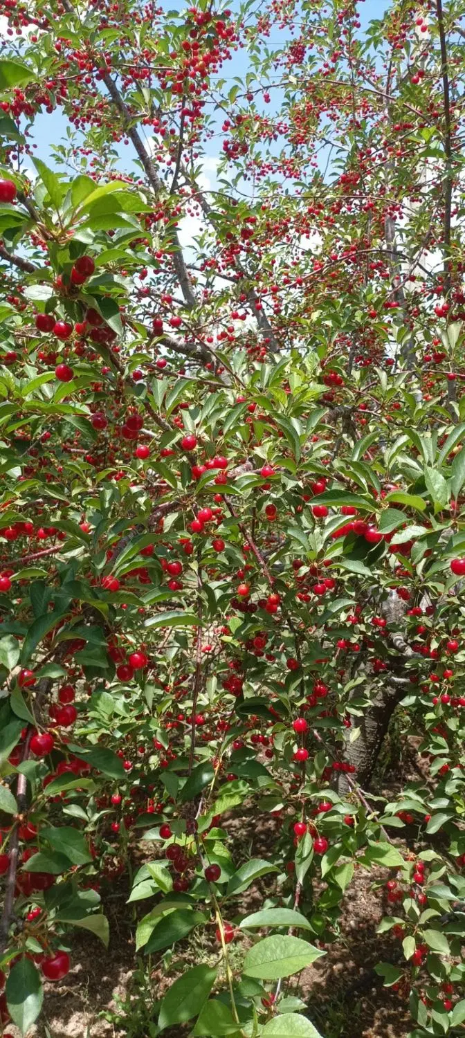 فروش باغ