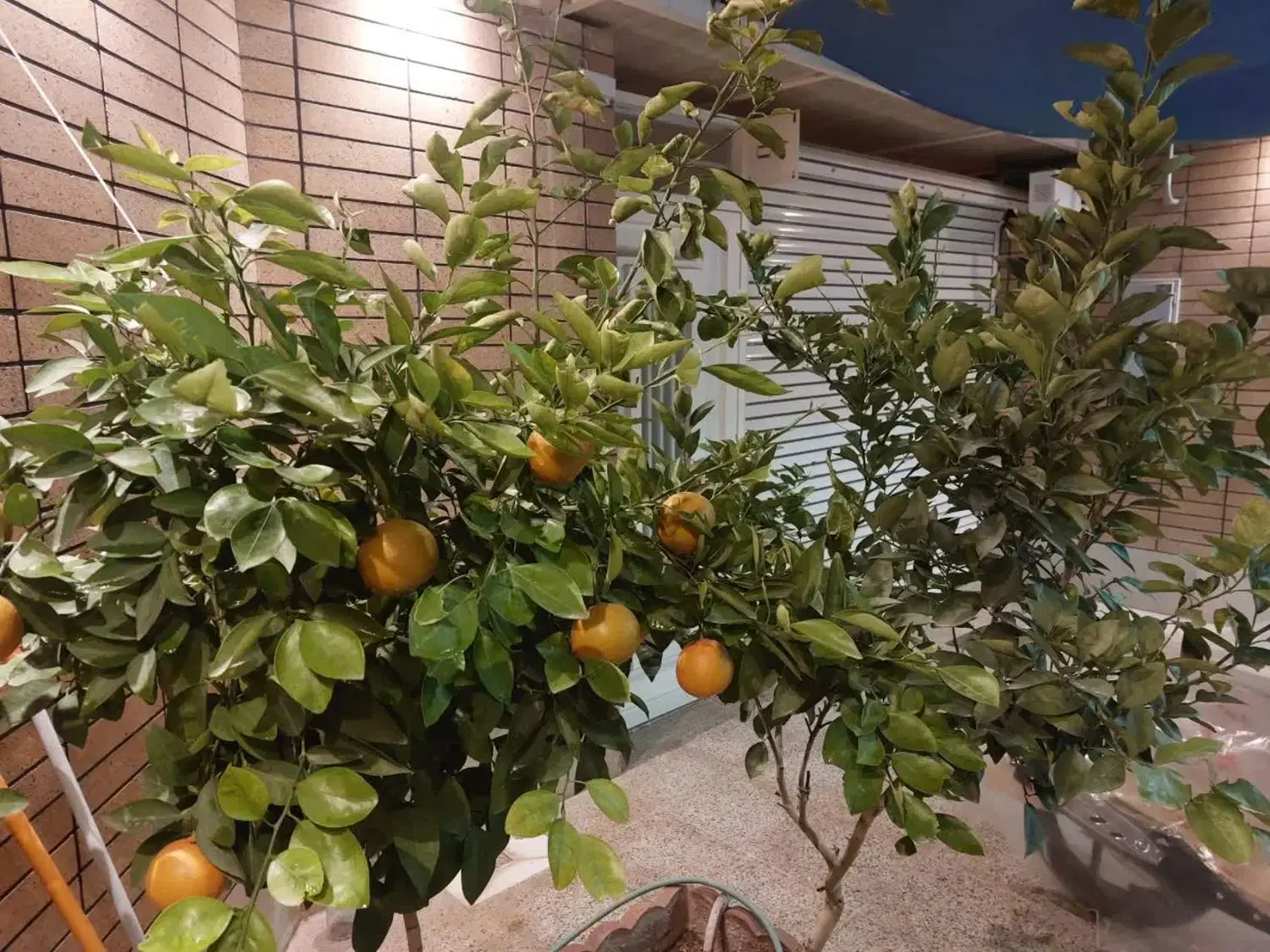 دوطبقه نوساز شمالی غربی