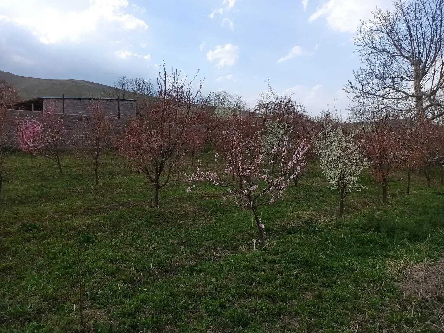 گاوداری صنعتی گوساله پرواری