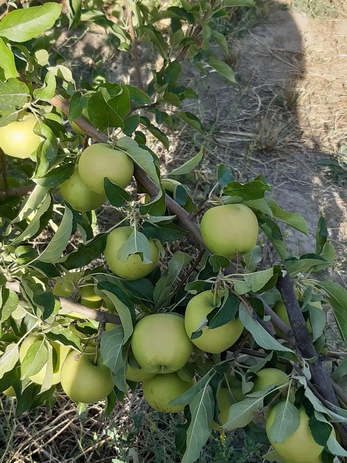 خانه باغ اطراف گلمکان1000متر