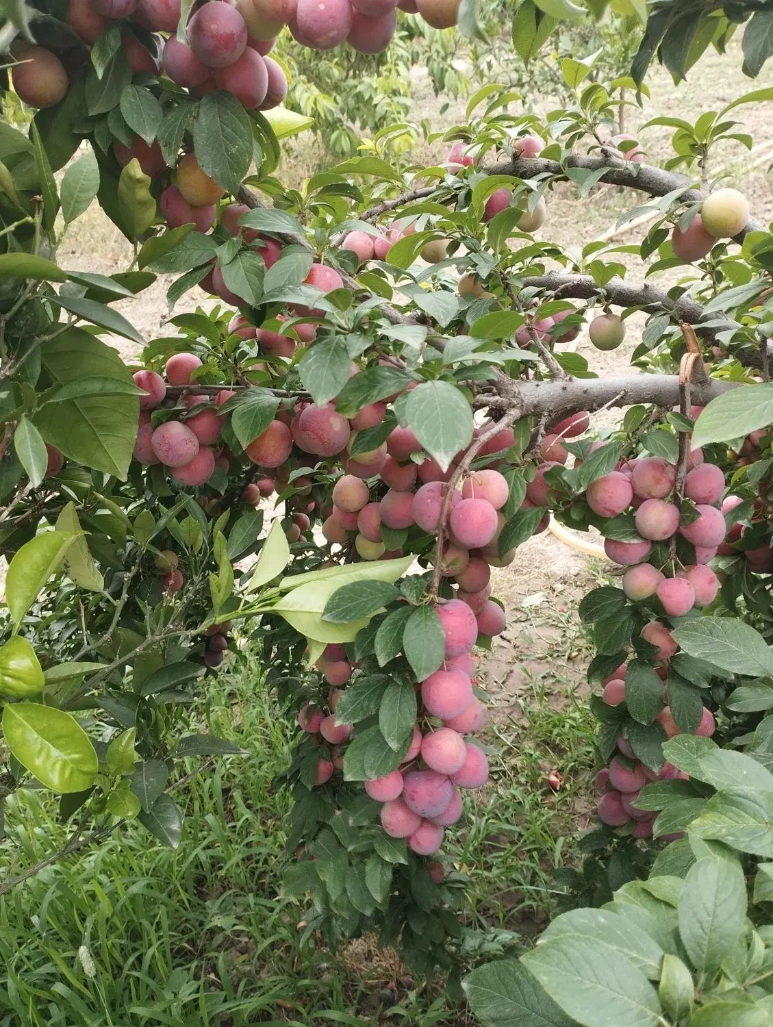 فروش باغ ۴۰۰متری کریم اباد