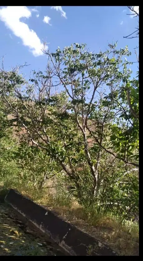 باغ ۷۰۰۰ متری سرتجره