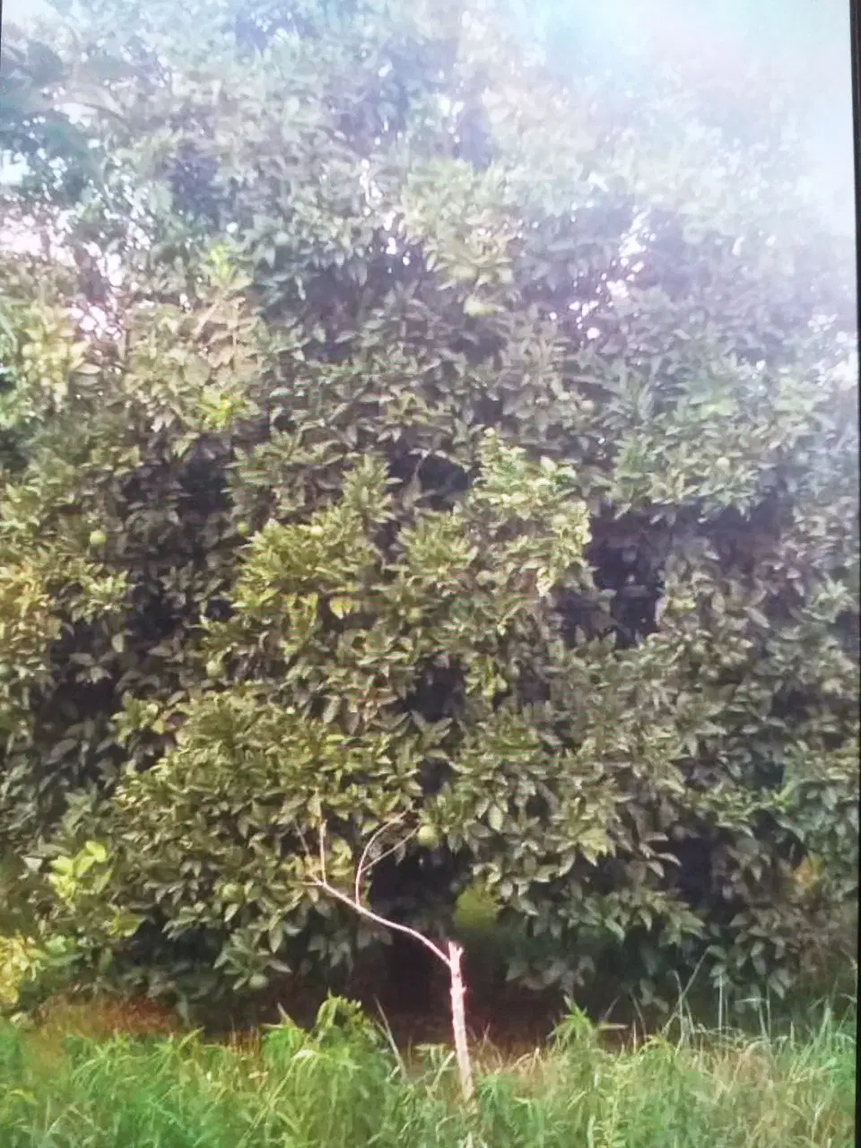 ۲۵۰۰متر باغ