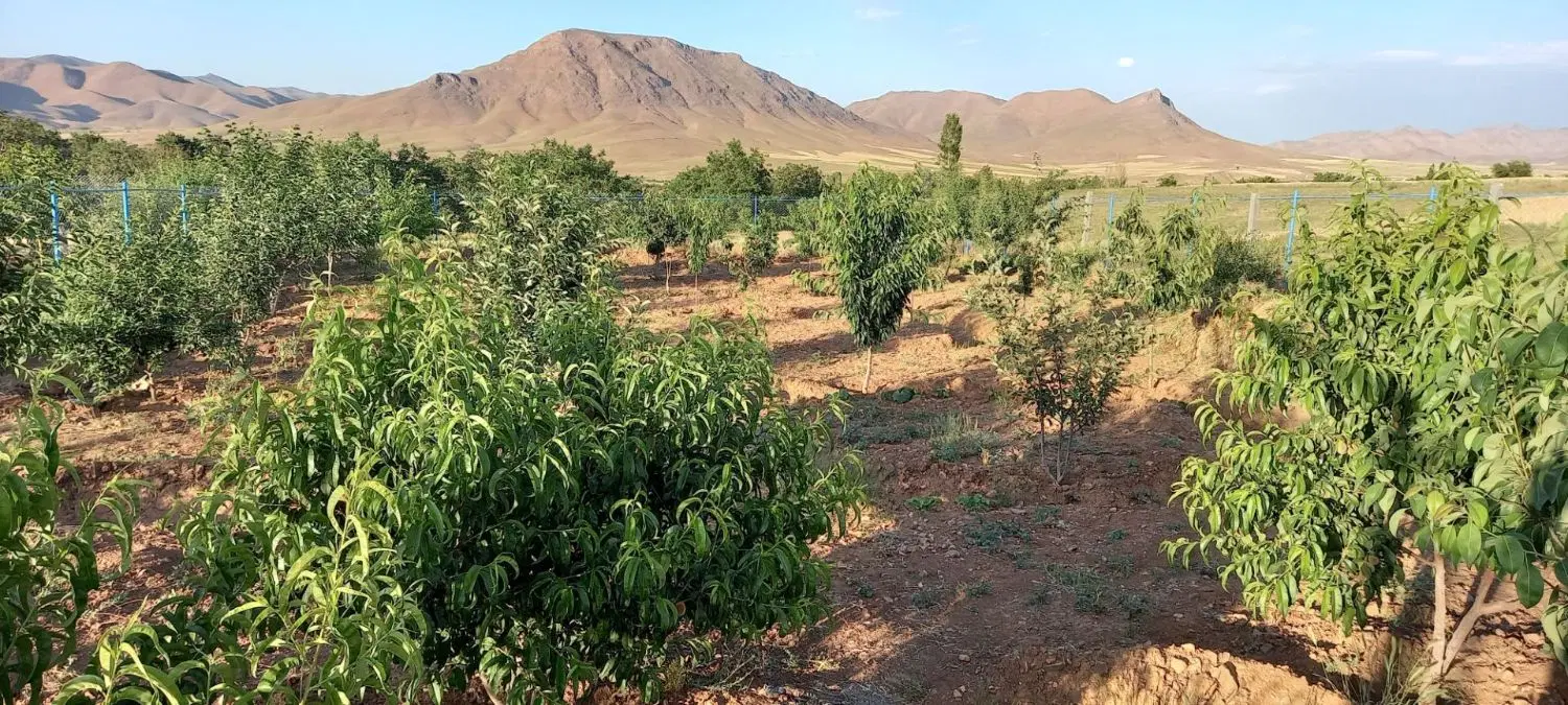 زمین باغی