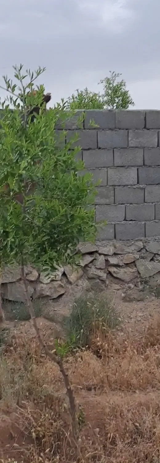 ۷۰۰ متر باغ ویلا معصوم اباد تقاب