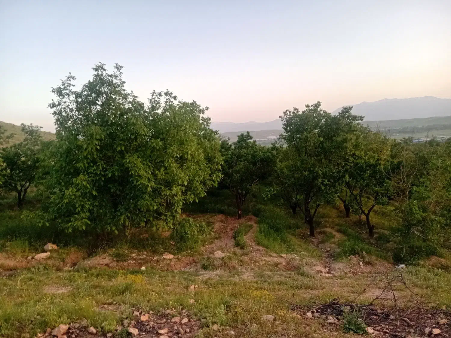 ۵ هزار متر باغ
