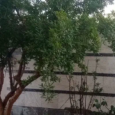 معاوضه زمین مشهد با زاهدان