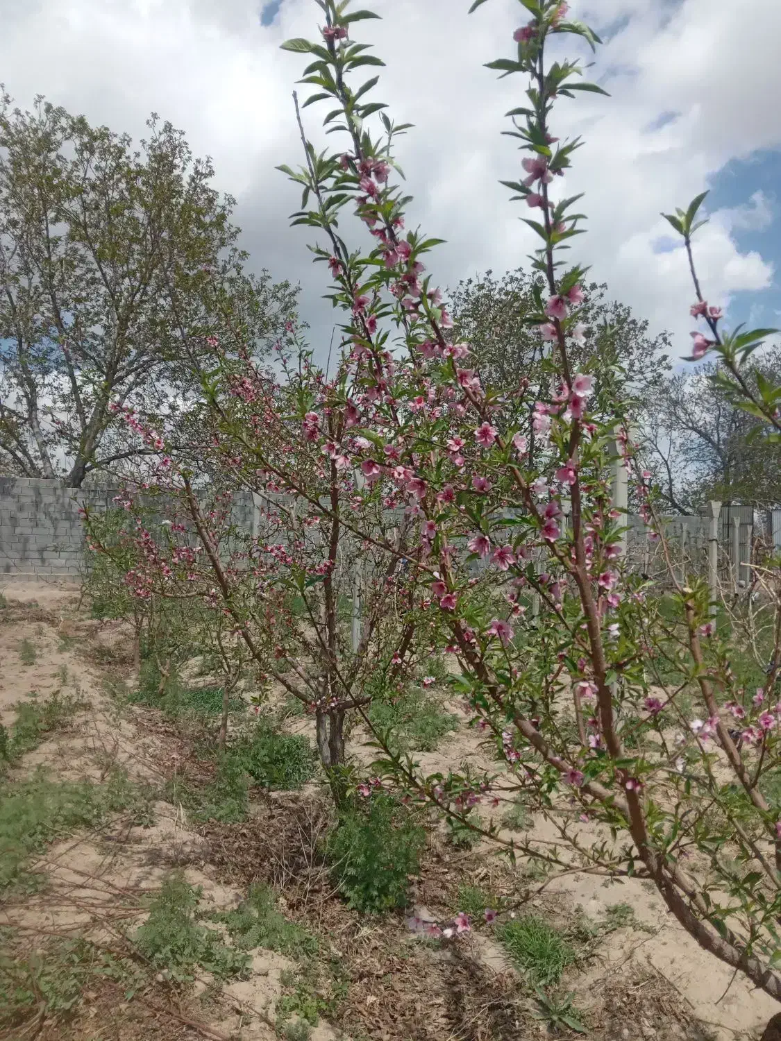 باغ در بناب