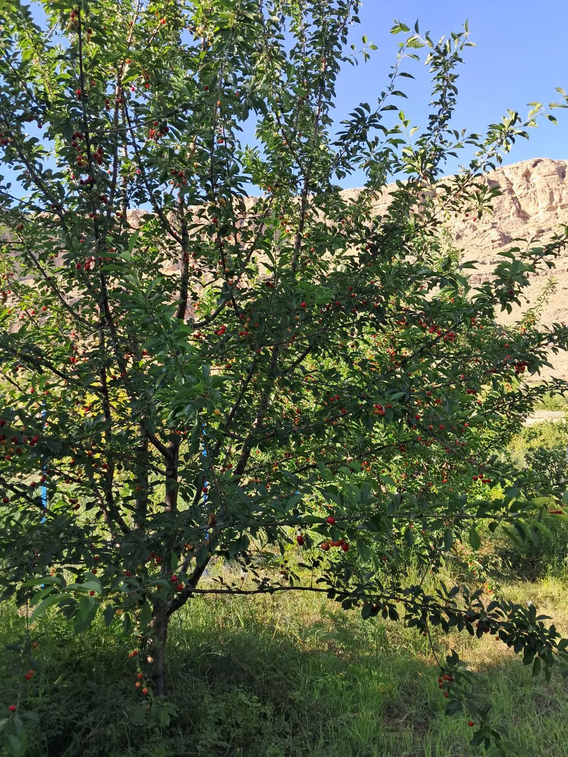 باغی در روستای رند